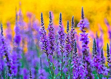 《蛊婆：东海地宫》新宣传片公开 年内上线